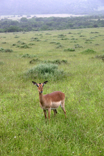 Impala i Sydafrika  Foto: Susanna Rosén