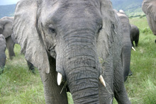 Elefanter i Sydafrika Foto: Susanna Rosén
