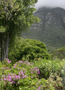 Vild pelargon, Pelargonium cucullatum, i Sydafrika Foto: Susanna Rosén