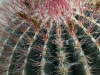 Djävulstunga, Ferocactus pilosus